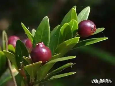 灼火舞者搭配什么阵容最好插图4