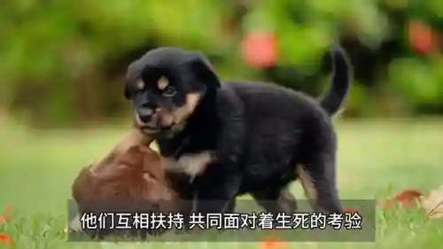王者之路打僵尸阵容搭配(末世王者搭配阵容)插图2