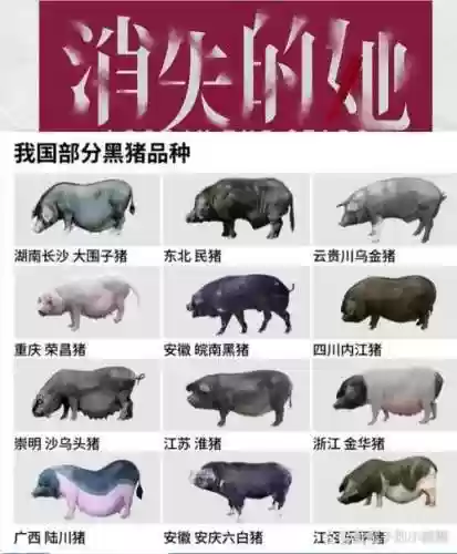 大黑猪阵容插图