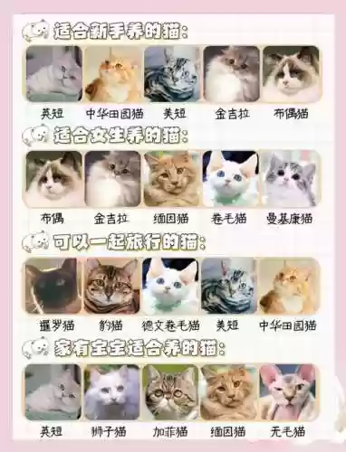 猫咪仙女阵容搭配插图