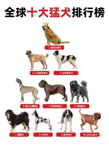 猎犬的阵容