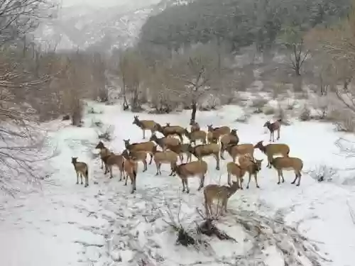 寻鹿阵容_1插图