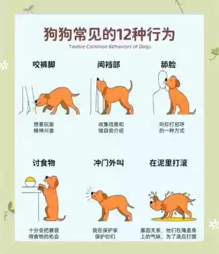 狗狗都能学什么技能插图