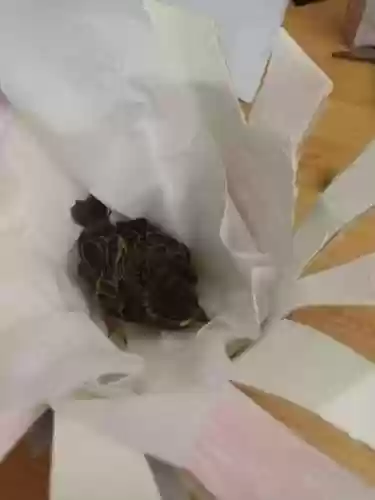 救援受困的麻雀攻略插图