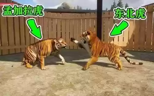 老虎打架阵容插图