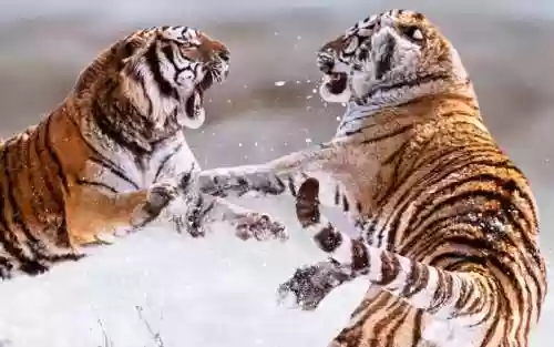 老虎打架阵容插图1
