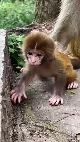 猴子出门带什么技能插图