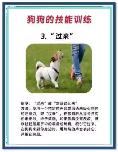 狗狗都能学什么技能插图1