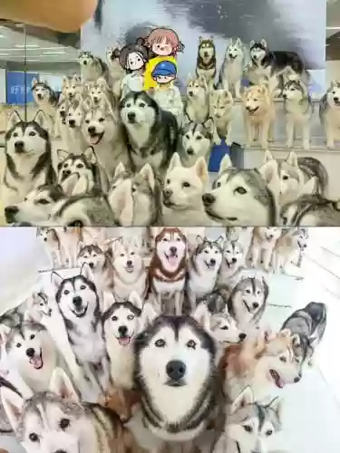 哈士奇好友阵容插图
