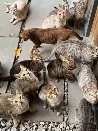 虎猫队阵容搭配插图