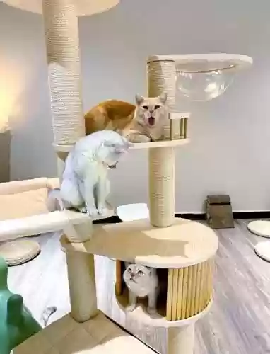 班卓攻略