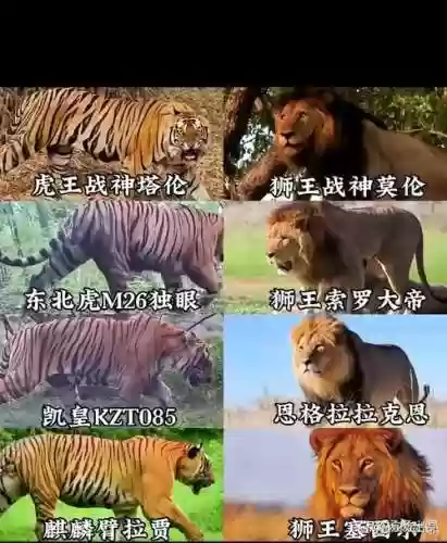 大虎阵容搭配_1插图1