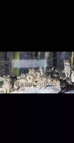 草原狼阵容插图1