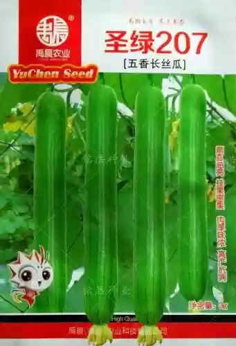 丝瓜适合什么武器_1插图1